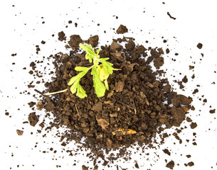 Young plant in ground over white