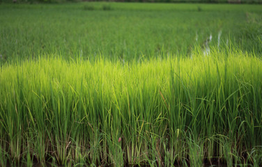 Thai rice farms.