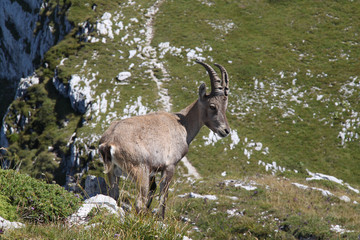 Bouquetin
