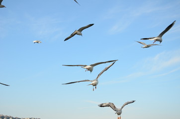 Obraz premium seagulls