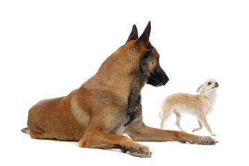 chihuahua and malinois