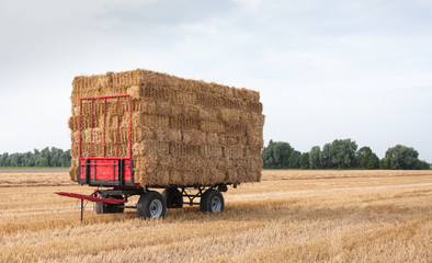 Agricultural wagon with straw packages in the field after harves