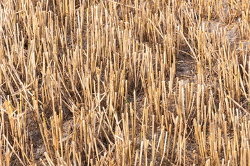 Closeup of a stubble field after harvesting