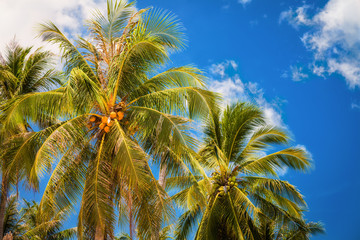 Fototapeta na wymiar coconut palms