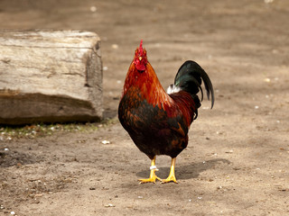 Cock