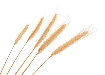 Barley