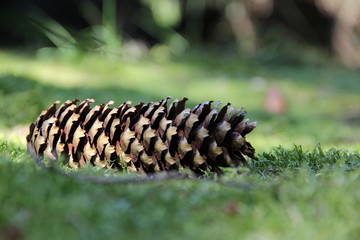 Waldboden