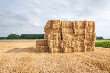 Piled straw packs in the field