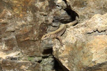 lezard sur rocher