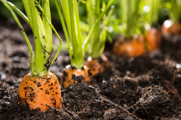 Macro shot of Carrots in dirt