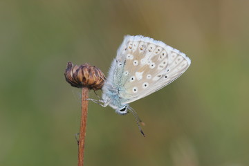 Silbergrüner Bläuling (Polyommatus coridon)