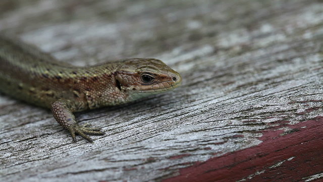 Waldeidechse - Zootoca-vivipara