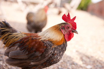 Bantam Cockerel in a Farmyard
