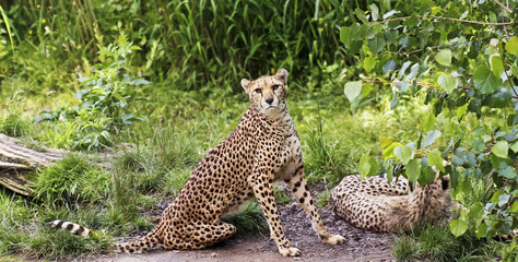 A Pair of Cheetahs in the Jungle