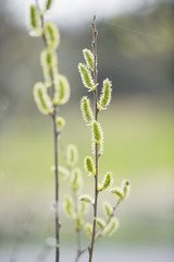 Willow tree at spring