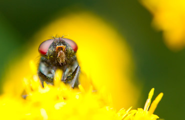 Close-up of a common house fly (Musca domestica)