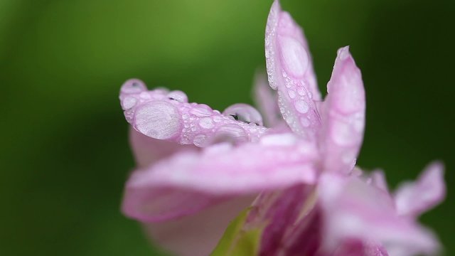 Gew&ouml;hnliche Seifenkraut - Wassertropfen