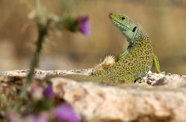 El lagarto