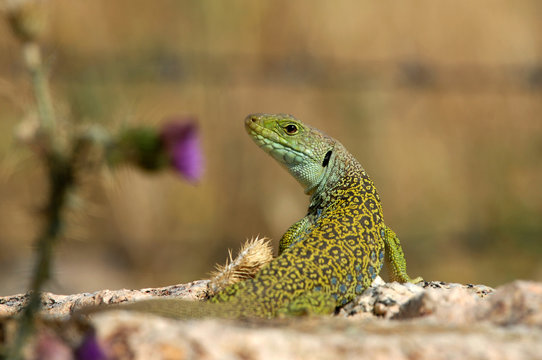 Un lagarto sobre una piedra