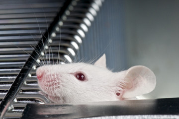 Labrotory mouse