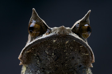 Fototapeta premium Malayan horned frog / Megophrys nasuta
