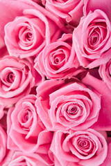 Naklejka na ściany i meble Różowe róże