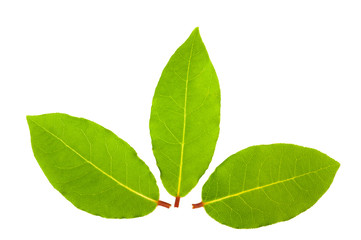 Fototapeta na wymiar Laurel leaves