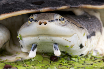 Side-necked turtle / Phrynops hilarii