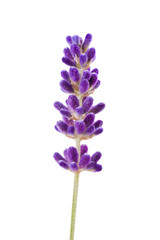 lavender flowe