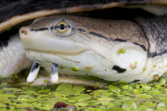 Side-necked turtle / Phrynops hilarii