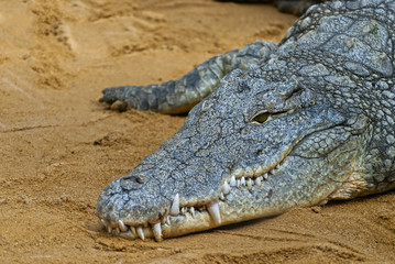 Crocodile