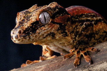 Gargoyle gecko / Rhacodactylus auriculatus
