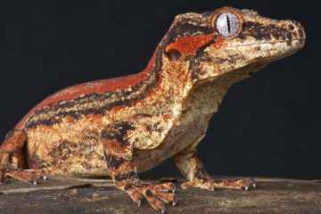 Gargoyle gecko / Rhacodactylus auriculatus