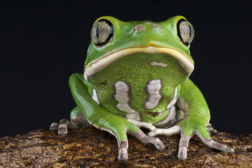 Leaf frog / Phyllomedusa sauvagii