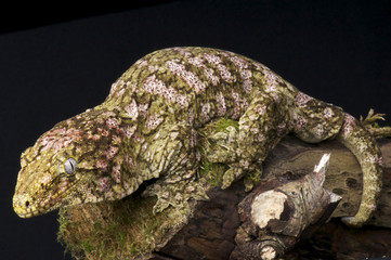 Obraz premium Giant gecko / Rhacodactylus laechianus laechianus