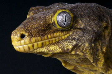 New Caledonian Giant Gecko / Rhacodactylus laechianus laechianus
