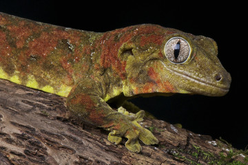 Mossy giant gecko / Rhacodactylus chahoua
