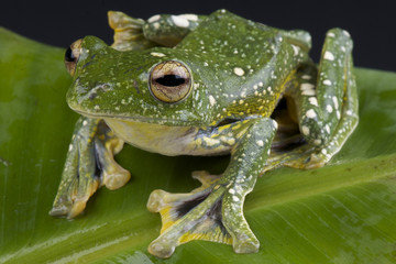 Gliding frog / Rhacophorus kio
