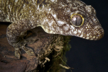 Rough snouted gecko / Rhacodactylus trachyrhynchus