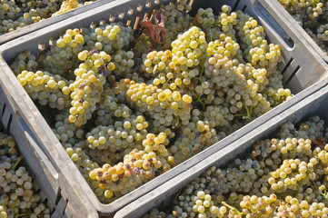 vendemmia di Chardonnay