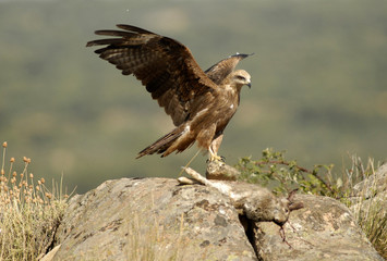 Alas del milano negro