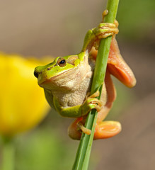 Portrait of Frog