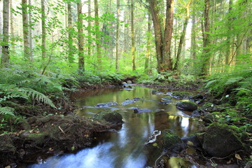 Obraz premium ruisseau en forêt