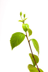 Hibiscus on white background