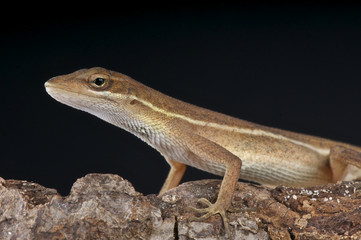 Twig anole / Anolis auratus