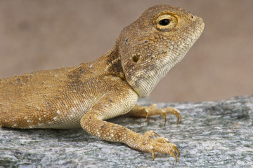 Agama / Agama hartmanni