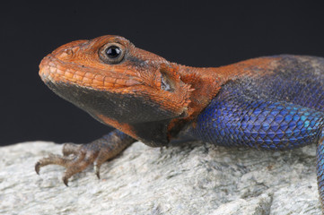 Red-headed rock agama / Agama agama