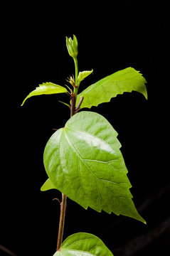 Hibiscus branch with leaves and buds on the black background