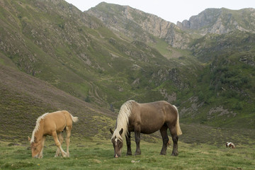 Fototapeta na wymiar Konie w górach