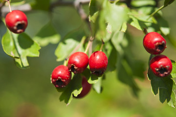 Obraz premium Hawthorn